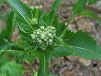 Arkansas Quinine